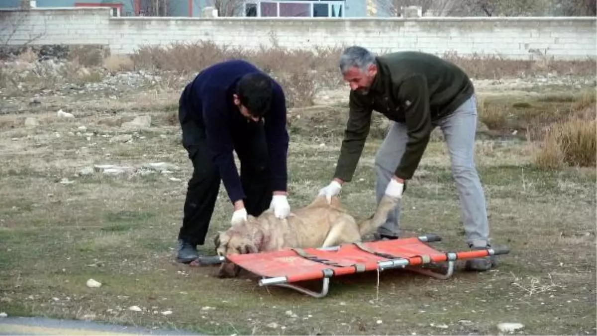 OTOMOBİLİN ÇARPTIĞI YARALI KÖPEĞE, 11 YAŞINDAKİ SAMET SAHİP ÇIKTI