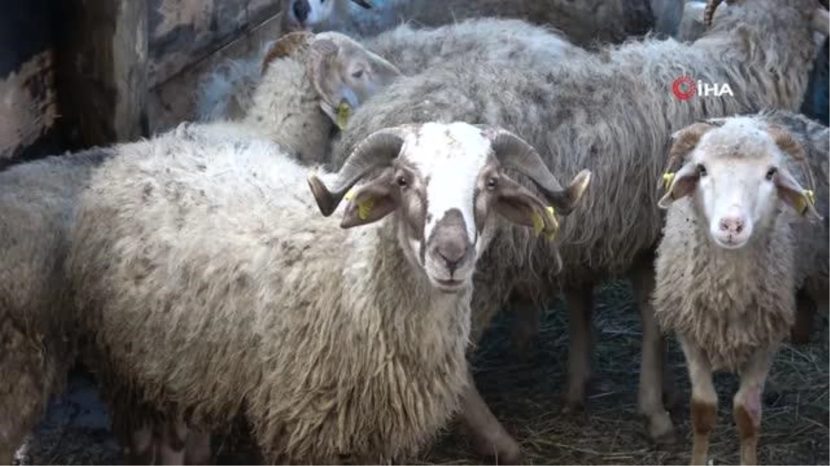 Bir gecede 50 koyunu araca yükleyip çaldılar