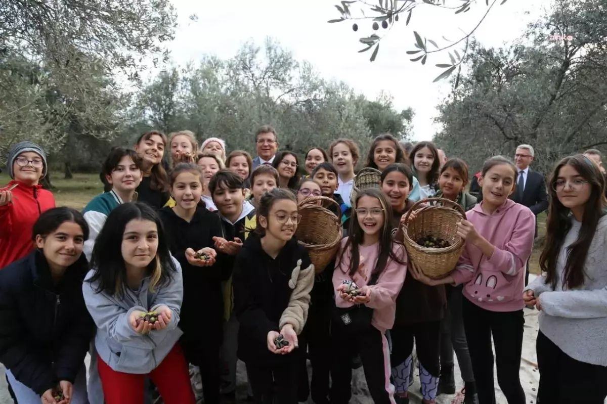 Edremitli Ortaokul Öğrencileri Zeytin Hasadına Katıldı