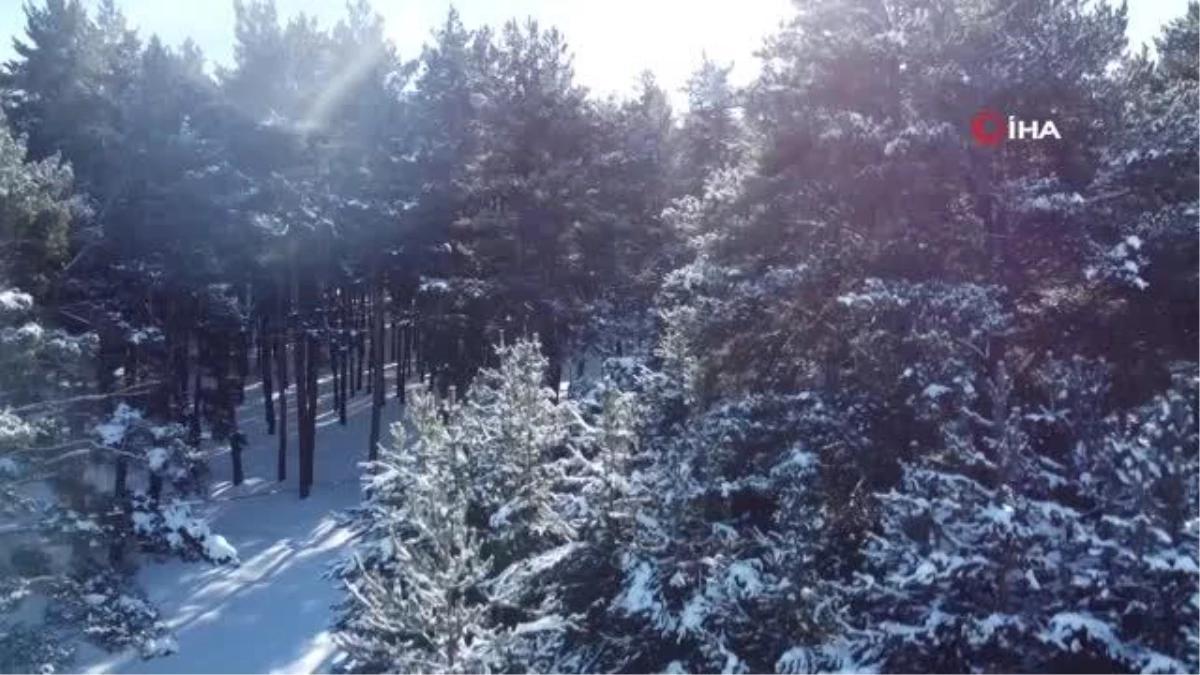 Hanak ve Çamlıçatak ormanlarından kar manzaraları