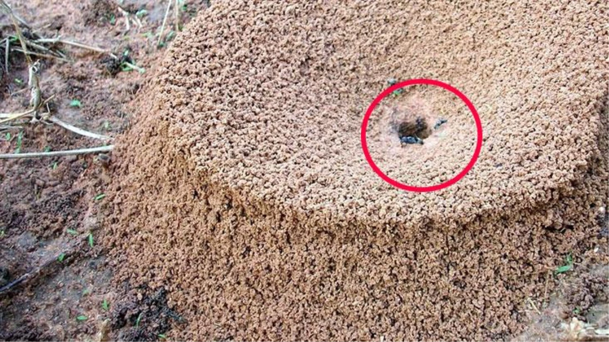Karınca yuvasını inceleyen bilim insanlarından görülmemiş tespit! Süt üretiyorlarmış