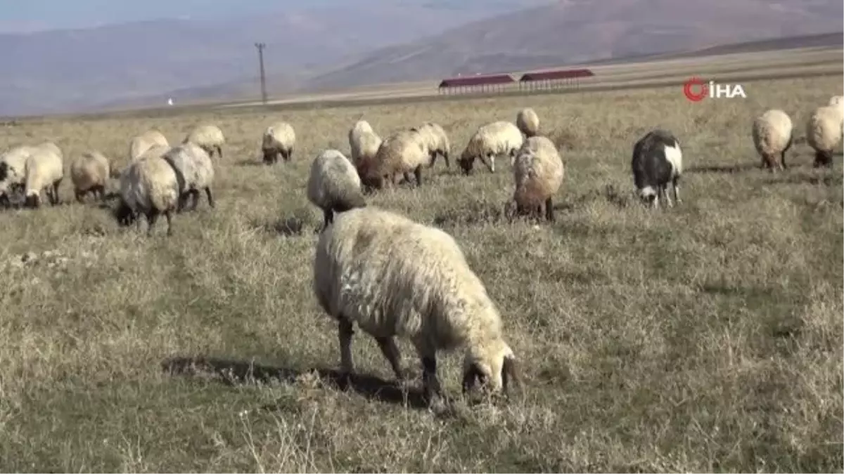 Sıcak hava besicilerin yüzünü güldürüyor