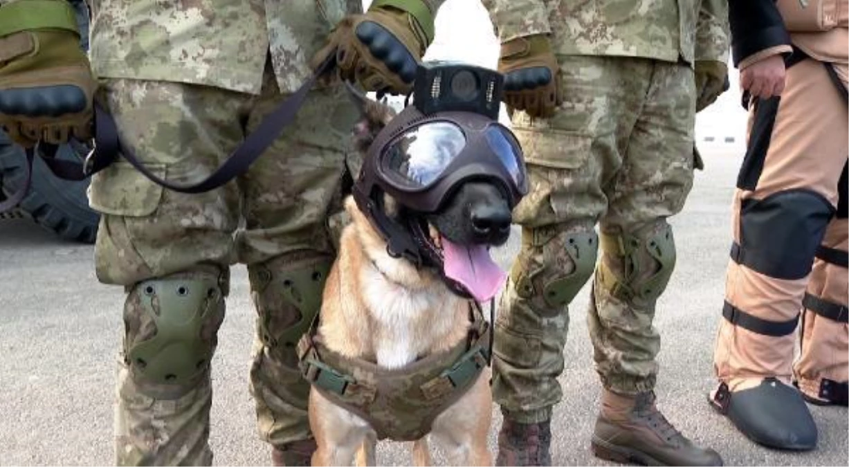 Turkish Armed Forces\' bomb-sniffing dogs on duty in the World Cup