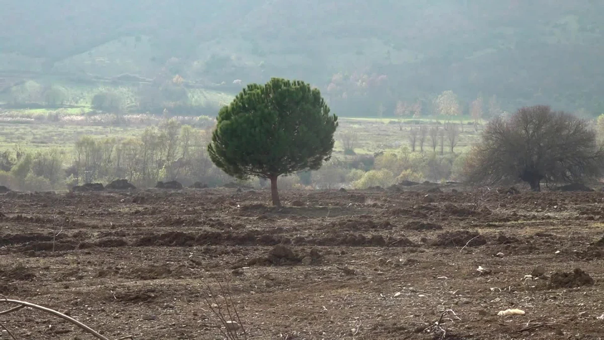Amasya Çambükü Köylülerinden Ayşe Celep: "Bu Ağaç 40 Senelik. Bunu Dikenin Bugün Kemikleri Kalmadı, Sahiplerinin de Gözyaşı Durmuyor"