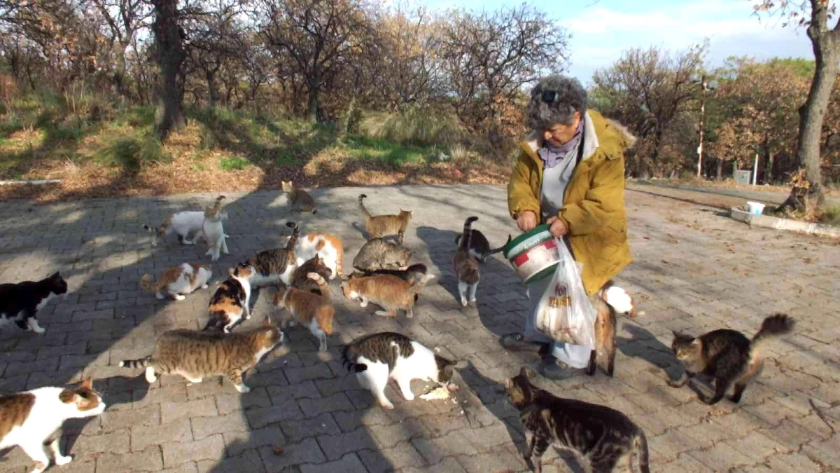 Balıkesir\'de emekli hemşire 18 yıldır sokak kedilerini besliyor