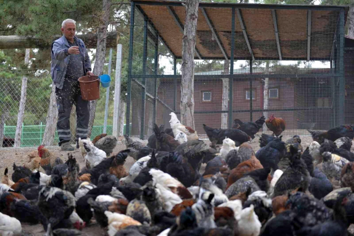 Çorum Belediyesi, kendi bünyesinde yetiştirip kestiği kaz ve tavukları, ihtiyaç sahiplerine dağıttı