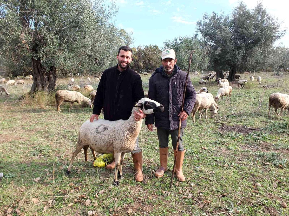 Burhaniye\'de yağmurlar çobanları sevindirdi