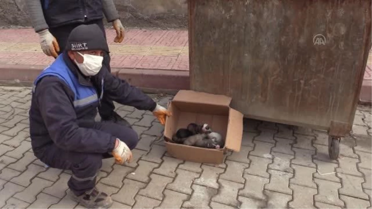 Çöp konteynerine atılan köpek yavrularını temizlik personeli kurtardı