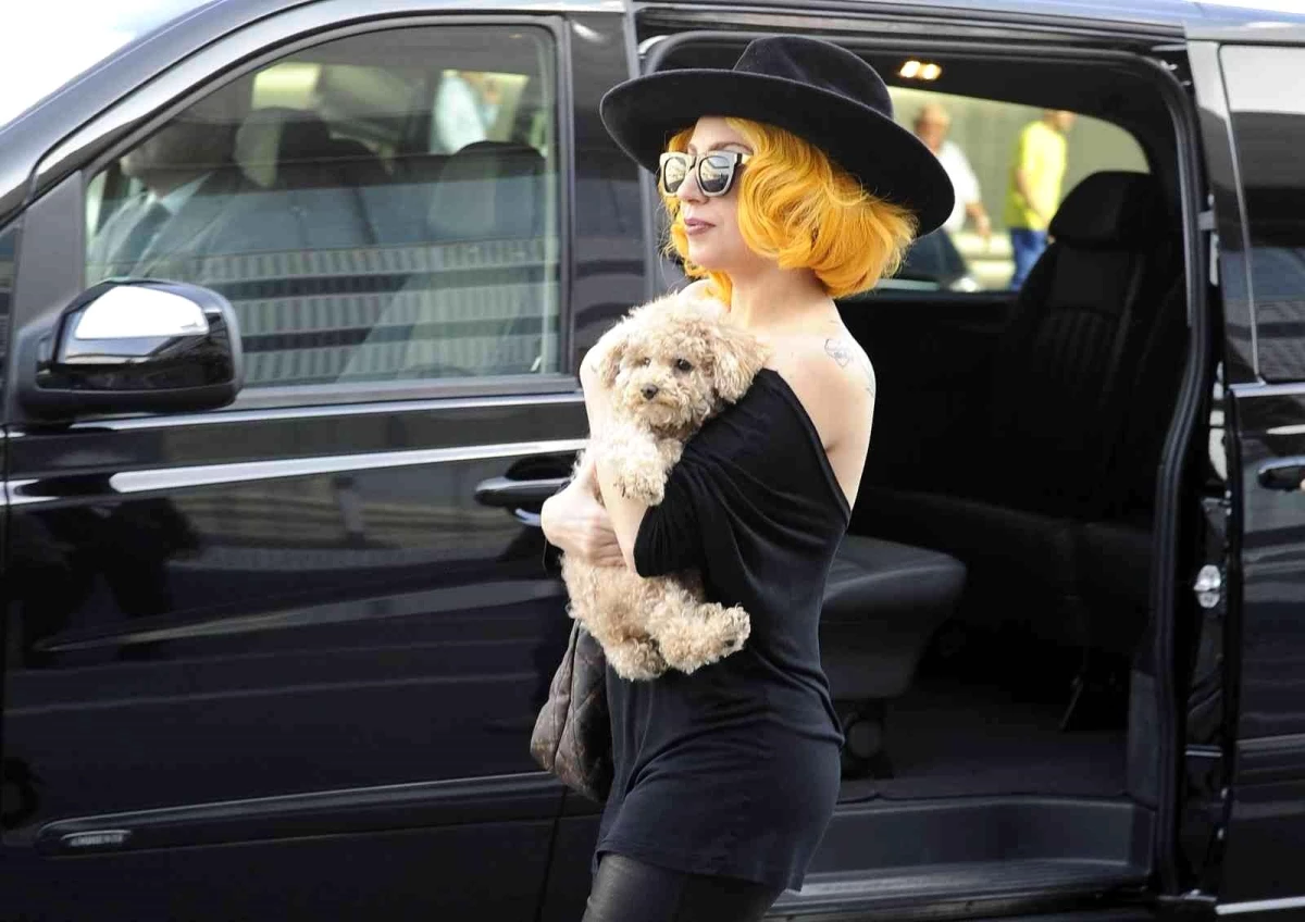 Lady Gaga\'nın köpeklerini kaçıran saldırgana 21 yıl hapis cezası