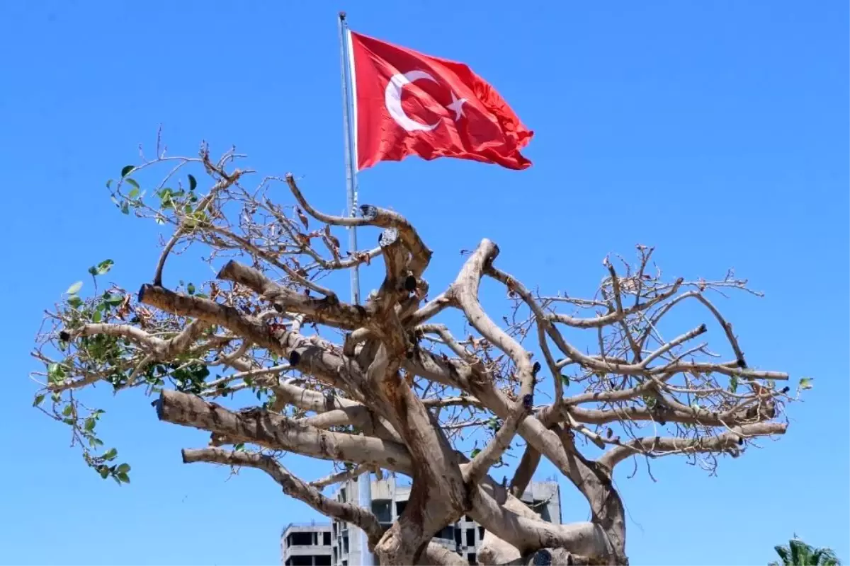 Mersin\'de ağaca zarar verilmesine ilişkin dava başladı