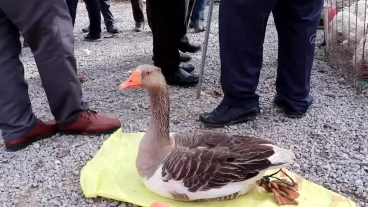Tirit sezonuyla birlikte Havza\'da kaz satışları başladı