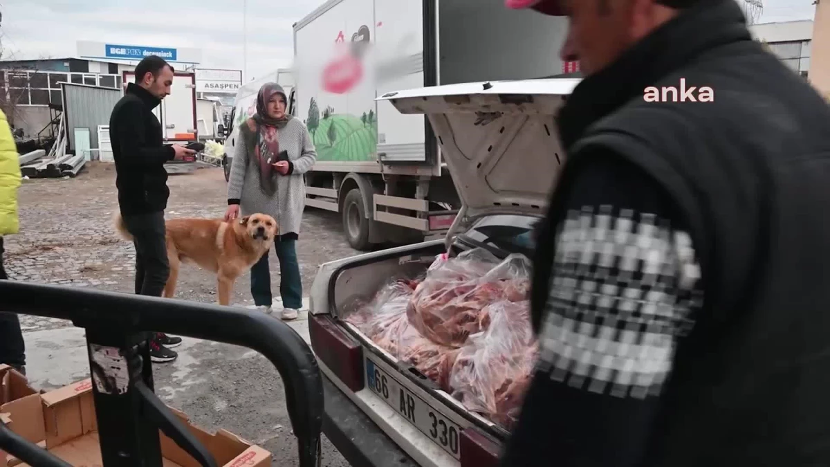 Yozgat\'ta Sokak Hayvanlarını Besleyip Bakımını Yapan 2 Hayvansever Destek Bekliyor
