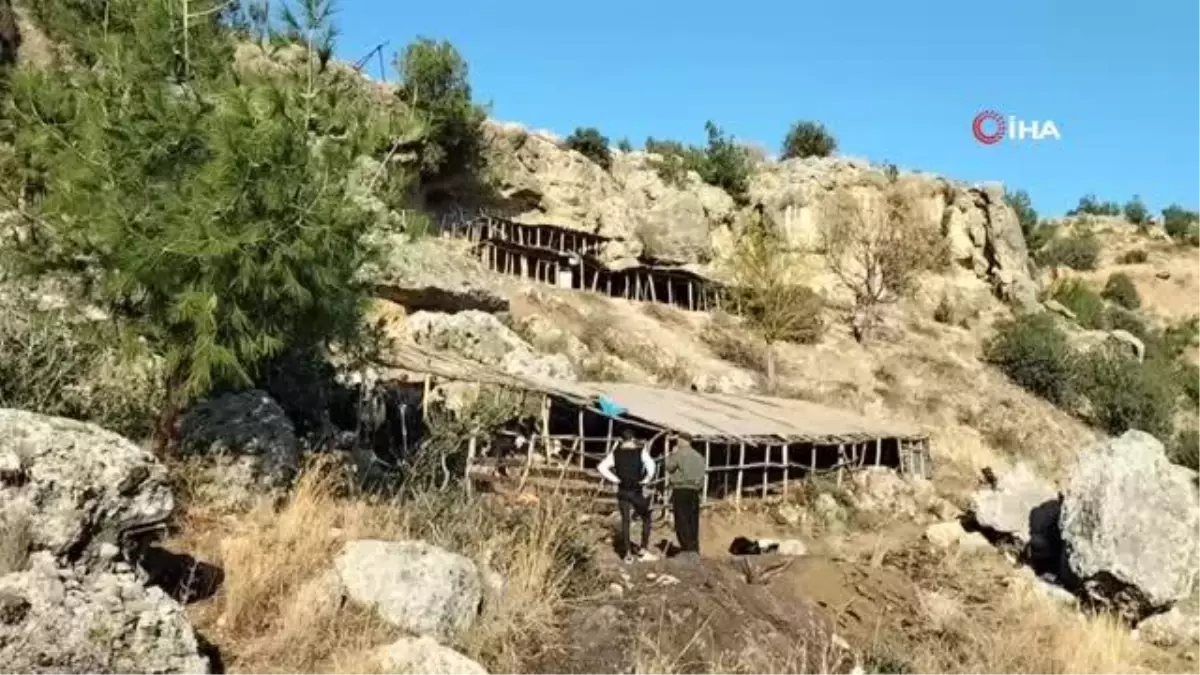 Ağıla giren sokak köpekleri, 9 hayvanı telef etti