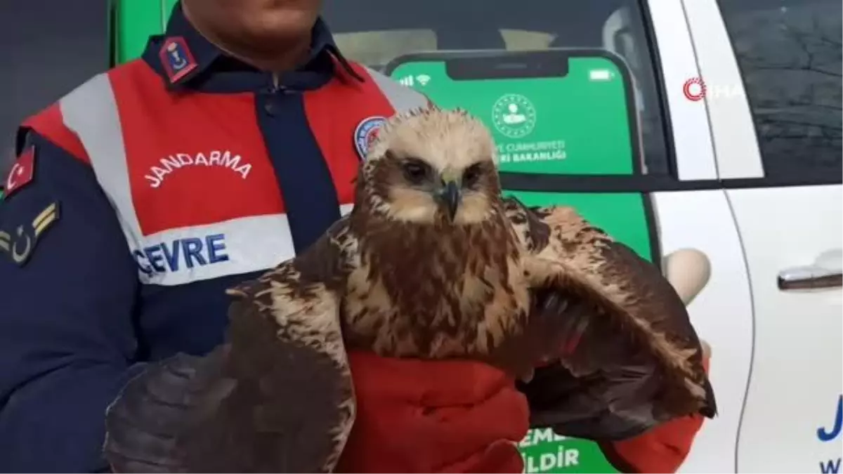 Bitkin halde bulunan Doğan kuşu koruma altına aldı