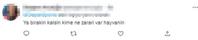 Kıyameti kopartan görüntü! Brezilyalı yıldızın toplantısına giren kedi masadan böyle atıldı