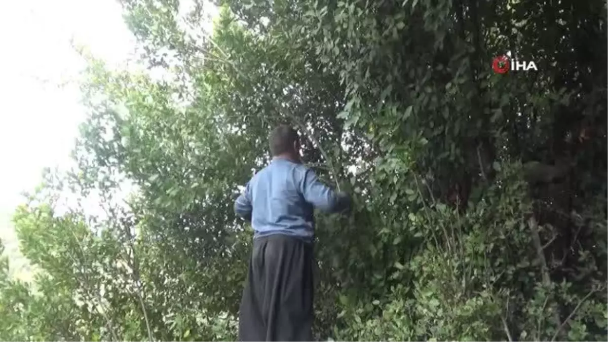 'Ormanın definesi' defne yaprağında hasat zamanı