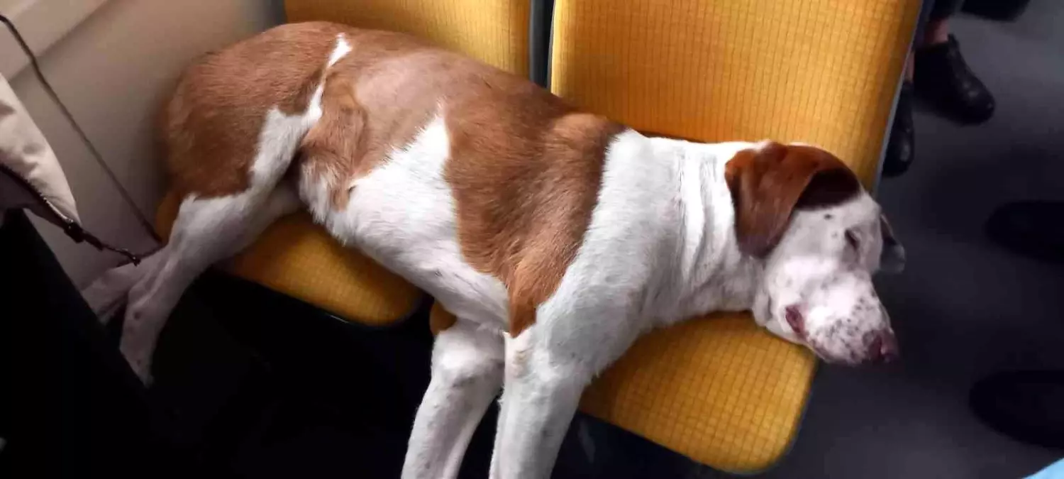 Tramvay koltuğunda uyuyan sevimli köpek