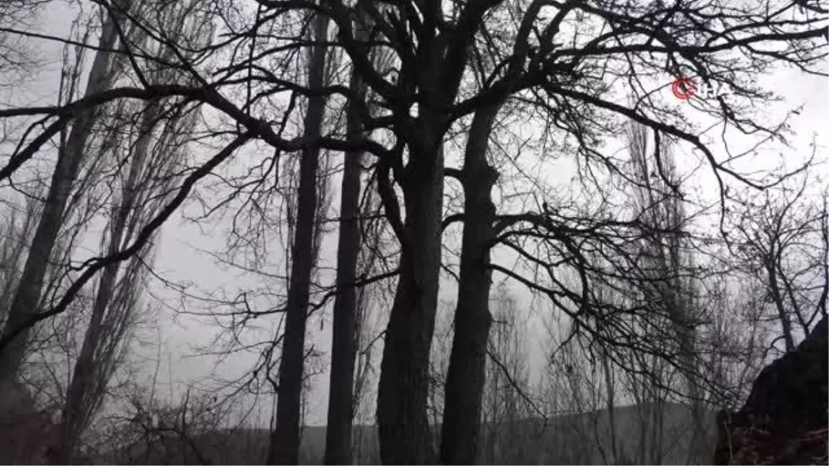 Türkiye'nin en büyük fındık ağaçlarından biri Giresun'da