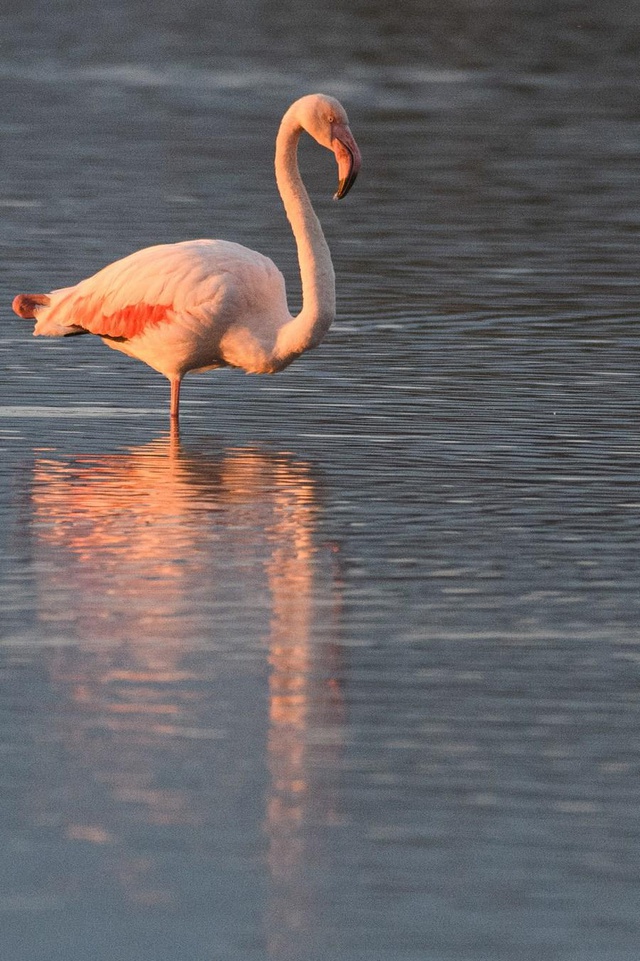Afrika'ya Göç Eden Flamingolar Hula Vadisi'nde Dinleniyor
