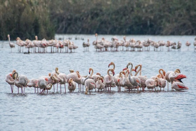 Afrika'ya Göç Eden Flamingolar Hula Vadisi'nde Dinleniyor