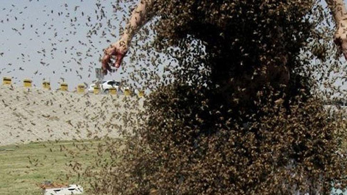 Arılarla konuşmak isteyen adam feci şekilce yaşamını yitirdi