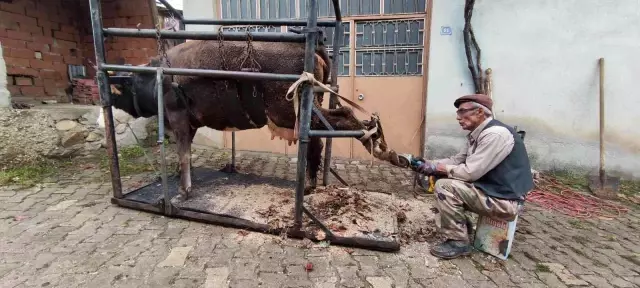 İneklere yapılan işlem işe yaradı, süt verimi bir anda tepeye sıçradı: Tüm köyler uygulasın