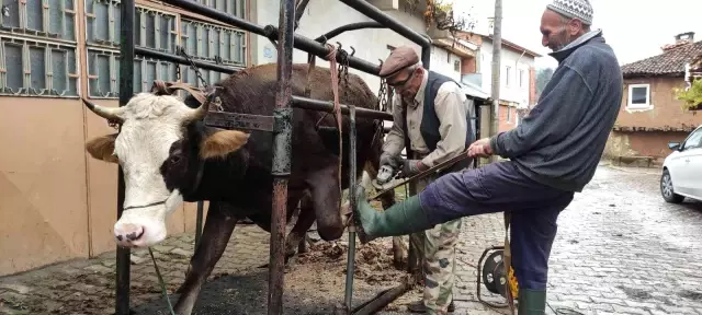 İneklere yapılan işlem işe yaradı, süt verimi bir anda tepeye sıçradı: Tüm köyler uygulasın