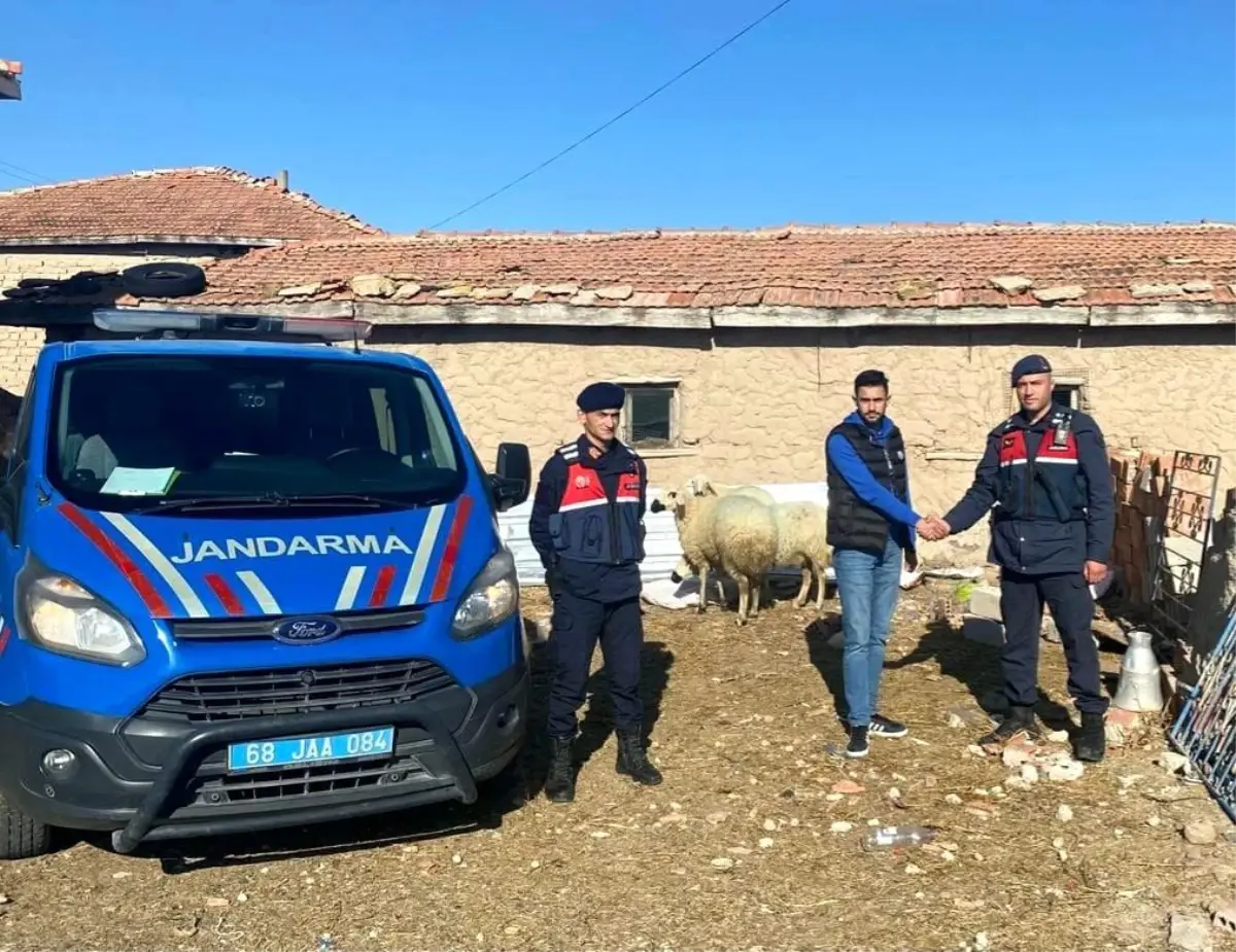 Jandarma kaybolan koyunları dron ile buldu