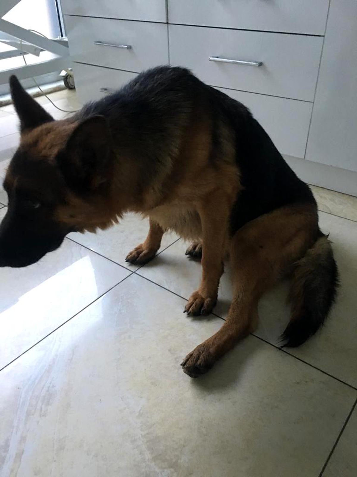 Kayıp köpek "hera", yaralı halde bulundu