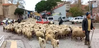 Kent merkezinden koyun sürüsü geçti, gülümseten görüntüler ortaya çıktı