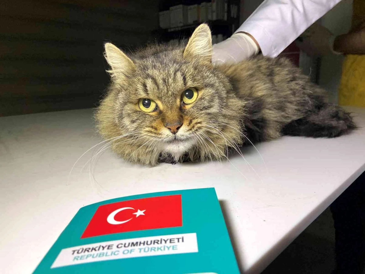 Türkiye\'de 629 bin 165 sahipli hayvana çip takıldı