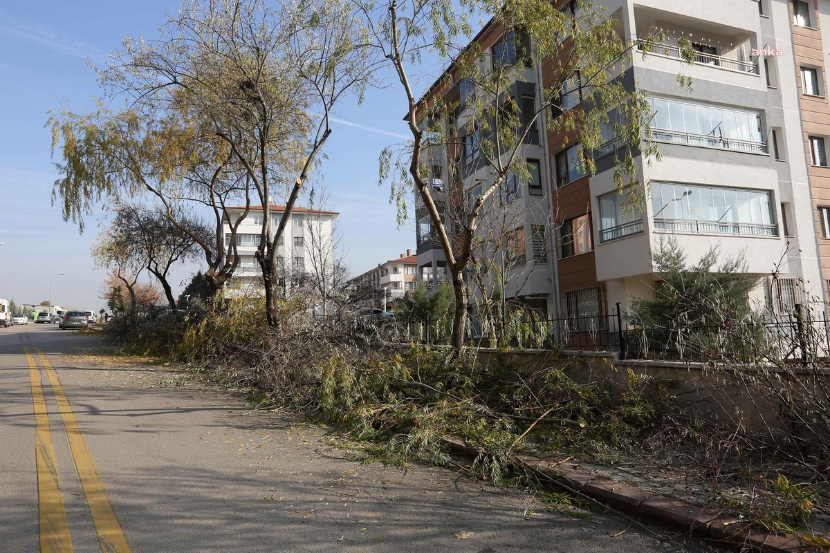 Yenimahalle Belediyesi\'nden Budama Çalışması