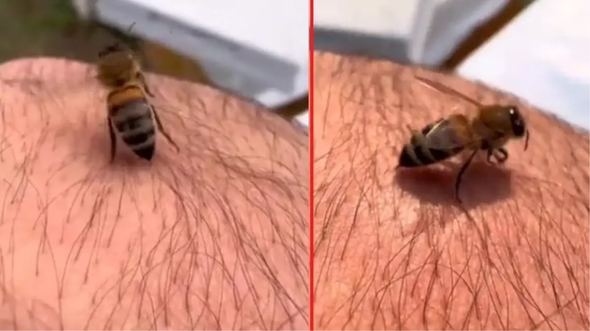 Yıllardır arıcılıkla uğraşan adam 'arı sokunca neden ölür? sorusunu canlı anlattı! Tepkisi bomba