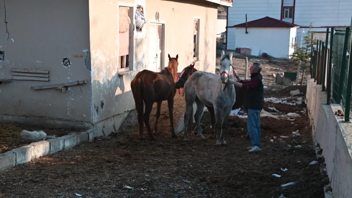Yozgat\'ta Okul Bahçesinde Kurulan Çiftlikte Öğrenciler Binicilik Eğitimi Alıyor