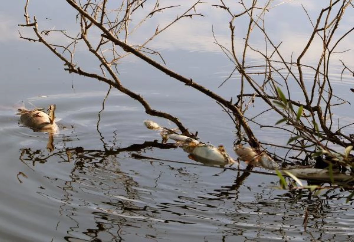 AOSB\'den Ceyhan Nehri\'ndeki kirliliğe ilişkin açıklama