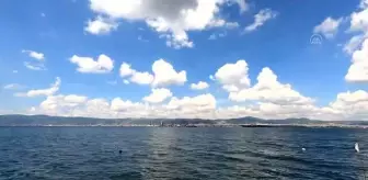 İzmit Körfezi'nin derinliklerinde 'peygamber balığı' görüntülendi