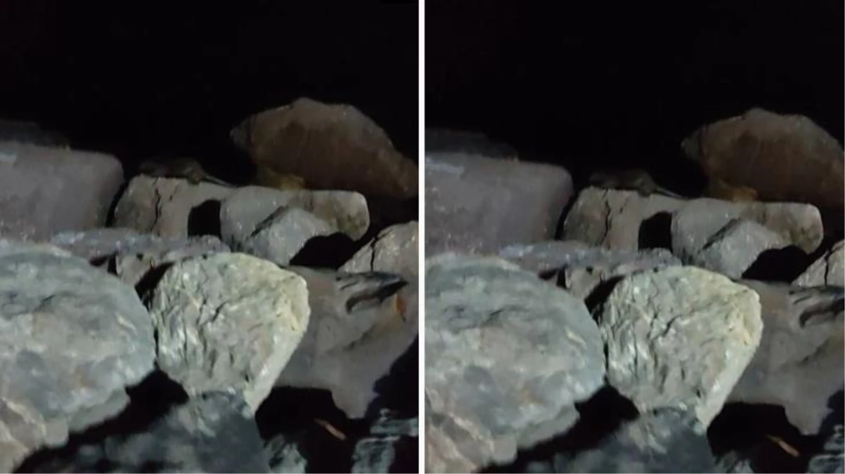 Kartal Sahili\'nde görüntülenen su samuru şaşkınlık yarattı