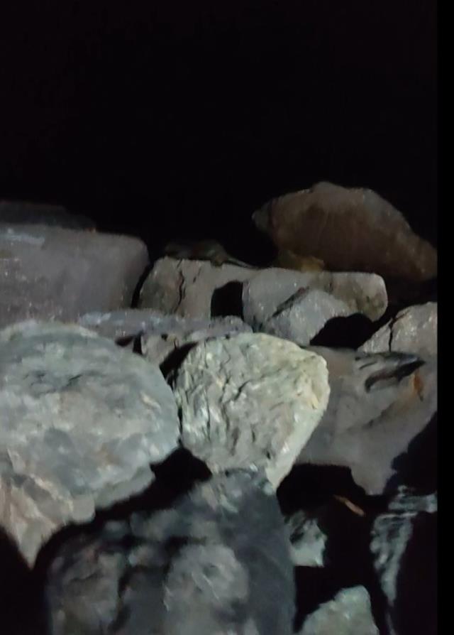 Kartal Sahili'nde ortaya çıkan su samuru kamerada Kartal Sahili'nde ortaya çıkan su samuru kamerada