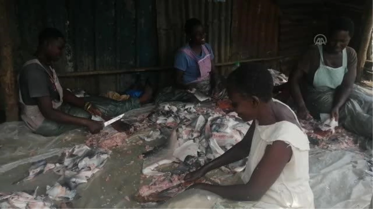 Kenya\'daki balık pazarında satılan balık kılçığı yoksul insanlar tarafından rağbet görüyor