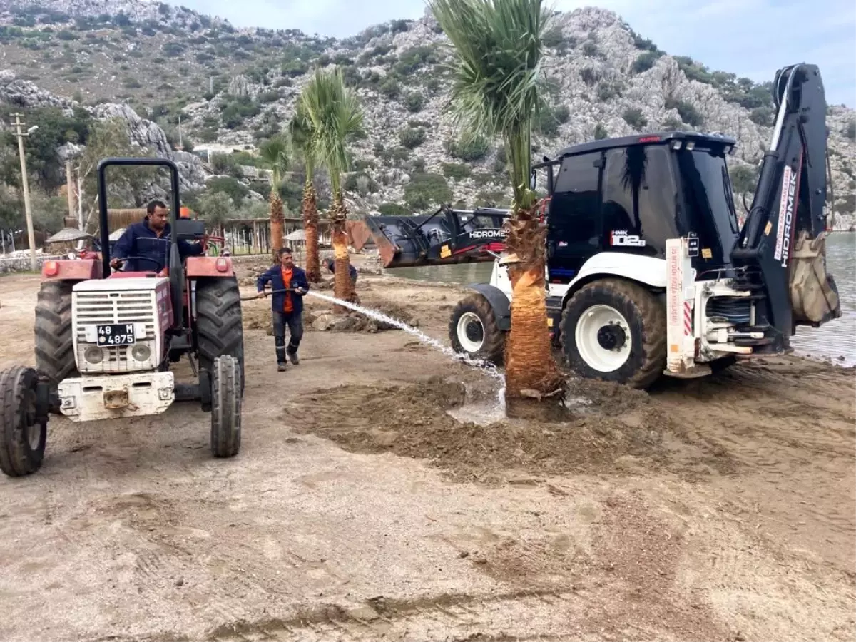 Marmaris\'te halk plajlarına palmiye ağaçları dikildi