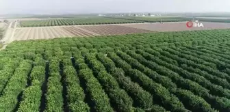Narenciyenin başkenti Adana'da greyfurt hasadı başladı, yüzde 90'ı ihraç ediliyor