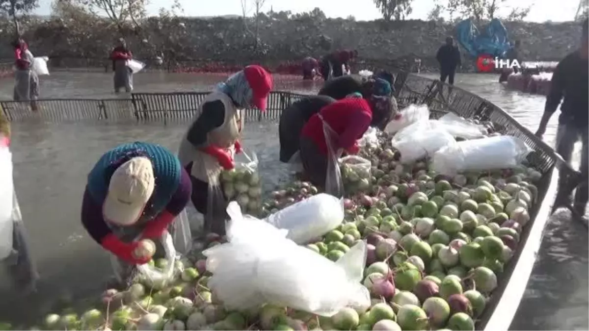 Osmaniye\'de turp hasadı başladı