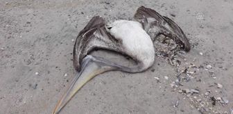 Peru'da telef olan 13000 pelikanda kuş gribi şüphesi