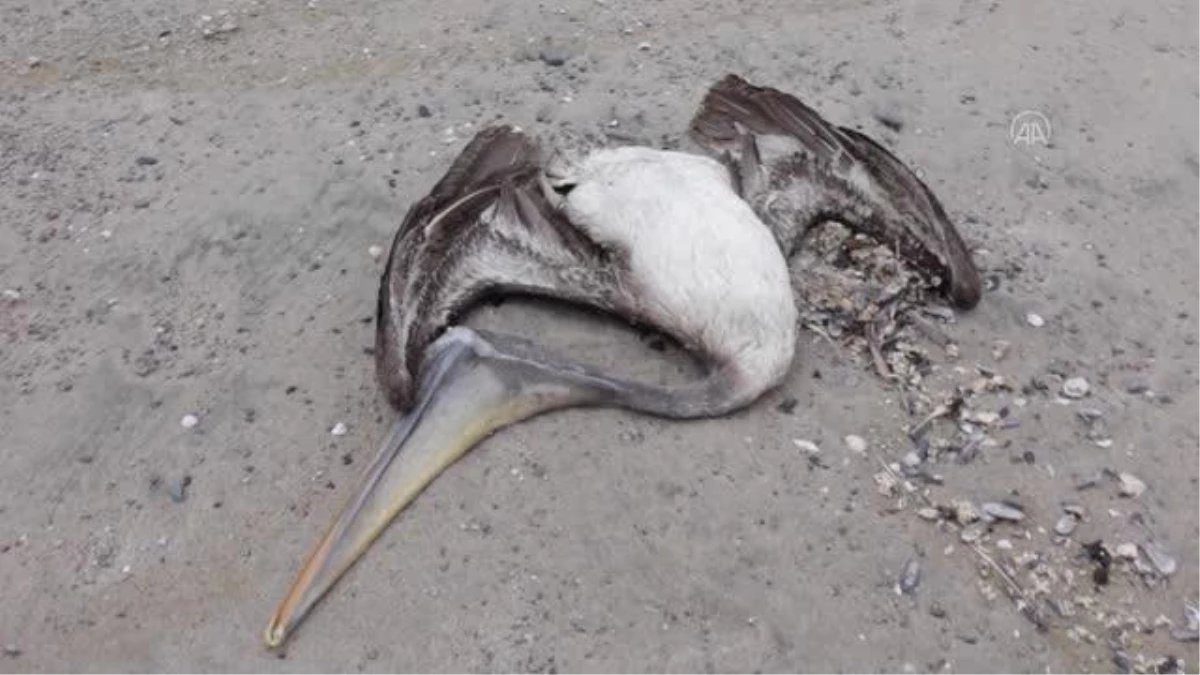 Peru\'da telef olan 13000 pelikanda kuş gribi şüphesi