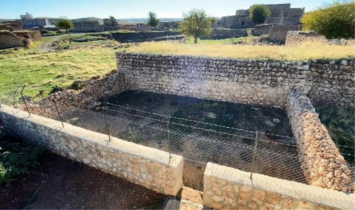 SÜRYANİ RAHİBENİN 36 YIL SONRA DÖNDÜĞÜ KÖYÜNDE DİKTİĞİ ZEYTİN FİDANLARINI KIRDILAR