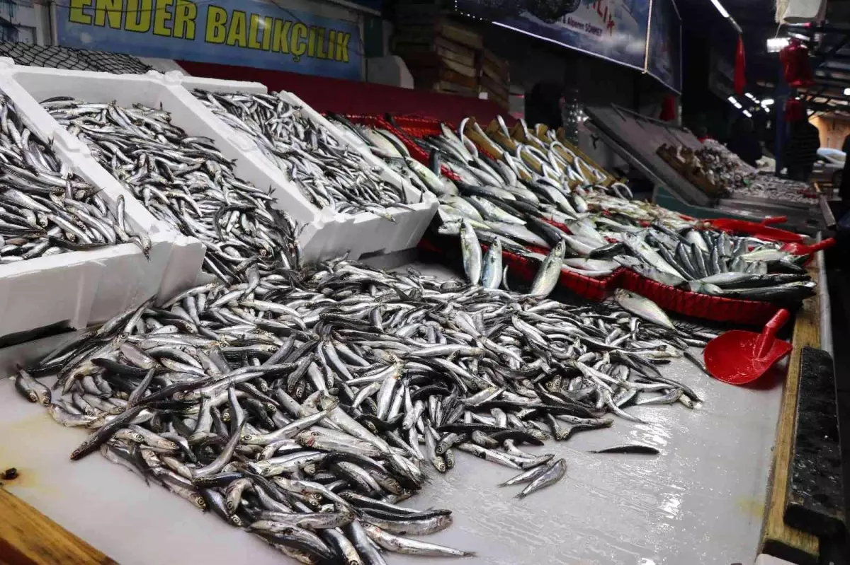 Karadeniz hamsisi bu yıl büyüyemedi