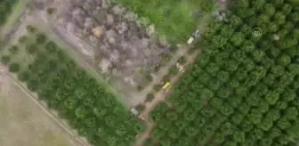 Nazilli'de portakal hasadına başlandı