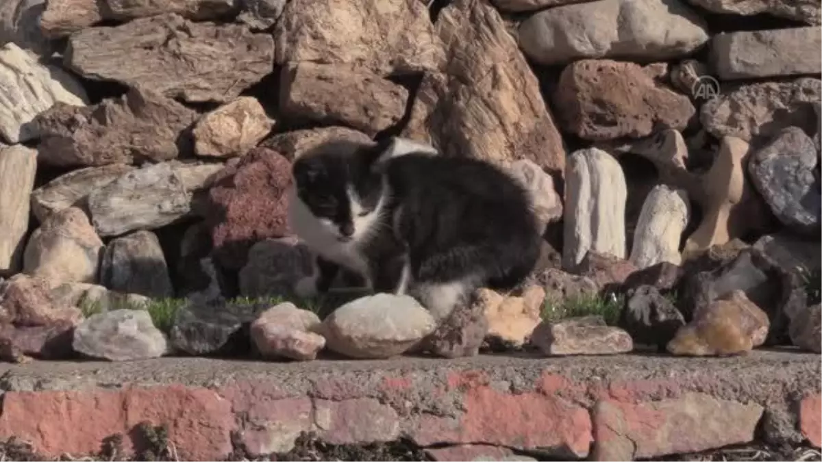 Evine sığdıramadığı taş koleksiyonu için bahçesini adeta "müze"ye çevirdi