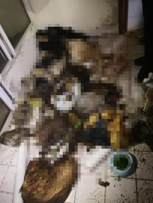 Gizemli evden gelen ihbara giden yetkililer, içeri girdiklerinde korkunç bir manzarayla karşılaştı