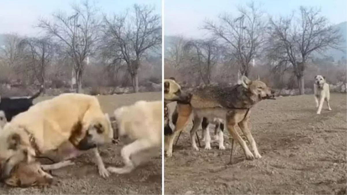 Kurdu gören kangal deliye döndü! Zıpkın gibi fırlayıp parçalaması saniyelerini aldı